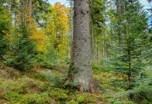 Multitalent Wald: Potenziale gilt es zu nutzen