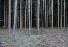 Nadelholz: Das Problem mit den 2 x 2 Metern