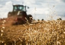 Ackerbau: Gute Preise, hohe (Dünger)kosten