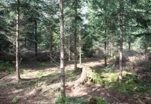 Nadelholz: Mehr Ertrag, weniger Risiko