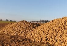 Bauernbund: „Heimischer Zucker ist in Gefahr“