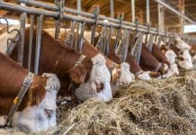 IBR/IPV-Ausbruch in Tirol