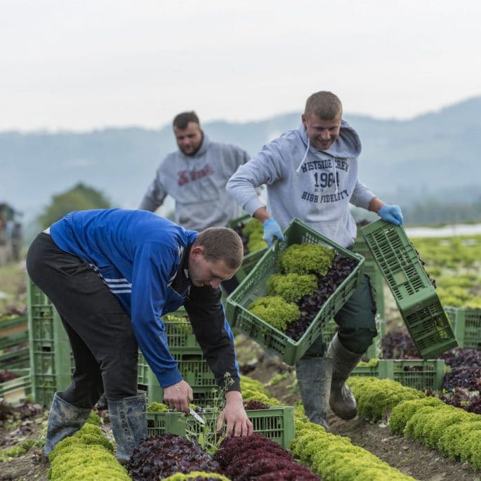 W Salat Ernten 36 ID90587