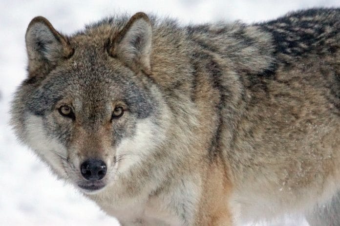 Wolf