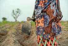 Afrika könnte eine Kornkammer sein