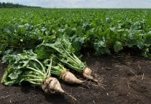 Rübenkontrahierung geht in die Verlängerung