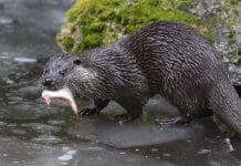 Jagdgesetz: Handhabe für „Problemtiere“