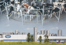 Klimasünder Fleisch-/Milchindustrie? „Unreflektierte Berichte über fragliche Studie“