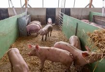 Schweinehaltung: Ab 2023 Liegeflächen in neuen Ställen