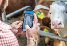 #muh vor #mäh: Neue App (nicht nur) für Kuhhandel