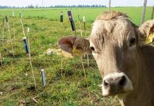 Eine Nacht, die Umwelt, Tiere und Böden belastet