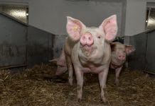 Tierwohl: Entschließungsantrag mit großer Mehrheit beschlossen