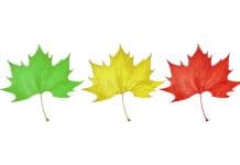 Baumartenampel für gezielte Auswahl klimafitter Arten