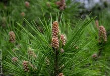 Rotföhre ist Baum des Jahres