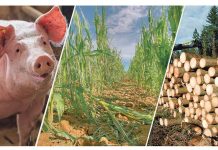 Licht und Schatten 2021: Auch das Bauernjahr war voller Turbulenzen