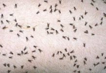 Güllefliegen machen Stallfliegen den Garaus