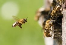 Bestäuber sind unverzichtbar