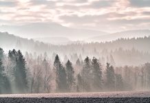Fördergelder für Klimafit-Wälder