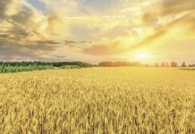 Getreideernte 2021 war nur Durchschnitt