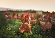 Erster Nachweis von Geflügelpest in Oberösterreich