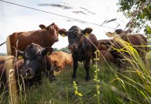 „Gesunder Verkaufserlös“ für Mutterkuhbetriebe