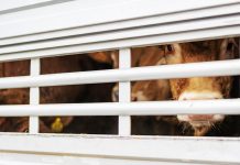 Tiertransporte: Keine Mehrheit für Begrenzung auf acht Stunden