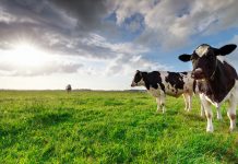 Deutscher LEH will noch heuer die Haltungsform bei Milch kennzeichnen