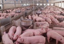 VÖS alarmiert: “Österreichs Schweinebauern in Not”