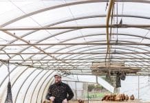 Geflügelpest – neue Fälle in der Steiermark