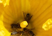 Ölkürbis: Schon vor dem Anbau an die Bestäubung denken