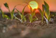 Die besten Maissorten zum Anbau 2022