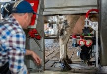 Milchleistung litt 2021 unter Trockenheit und teurem Futter