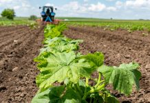 Ölkürbis bleibt auch 2022 attraktiv