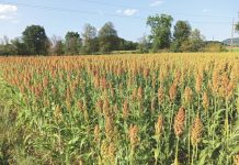 Körnersorghum brachte Höchsterträge