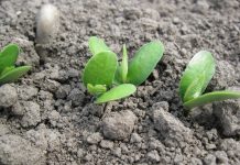 Sortenratgeber: Sojabohne bleibt auf Wachstumskurs