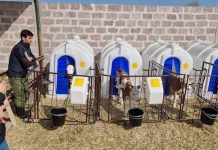 Rot-weiß-rotes Know-how für Armeniens Rinderzucht