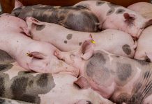 Schweinemarktkrise spitzt sich zu: Druck auf EU steigt