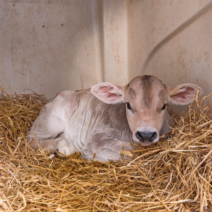 Kalb