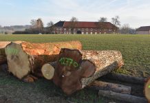 Submission brachte Rekordpreise: Teuerster Stamm war eine Walnuss