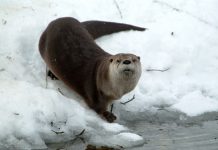 Fischotter: Studie belegt eine stabile Population