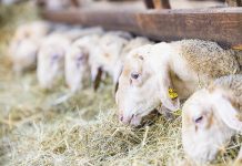 Markt (nicht nur) für „donauland Lamm“ wächst