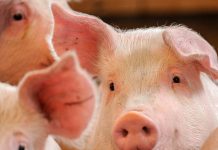 Schweinebauern kämpfen mit niedrigen Preisen und hohen Kosten