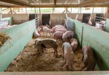 Neue Perspektiven für junge Schweinebauern