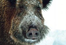 Jägerschaft legte Rekordstrecke im Kampf gegen Schwarzwild