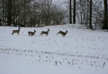 Rücksichtnahme auf Wildtiere