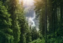 Waldfonds: Jetzt Fördermittel beantragen