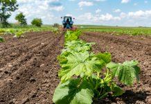 Sortenratgeber: Ölkürbis eilt von Rekord zu Rekord