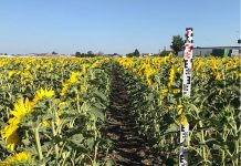 Sonnenblume ist genügsam bei Wasser und Stickstoff