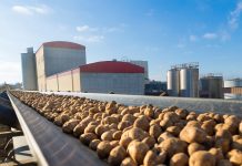 Agrana-Stärkekampagne mit geringeren Verarbeitungsmengen