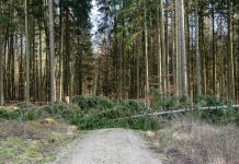 Stürme machen Wälder zur Gefahrenzone